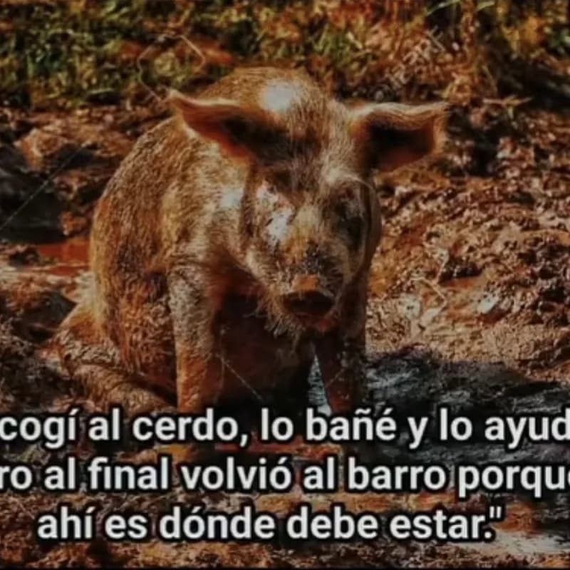 Gorditos Tiernos